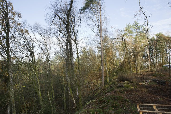 Zad_arbres.jpg