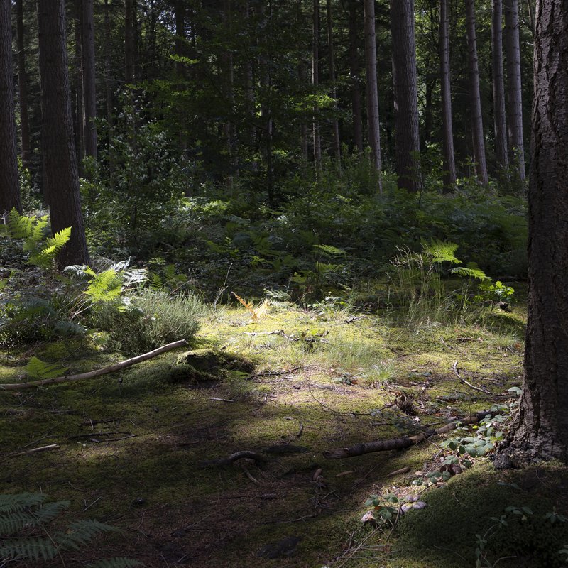 2025_07_08_LustinSentiers_LauraCollardPhoto_0414