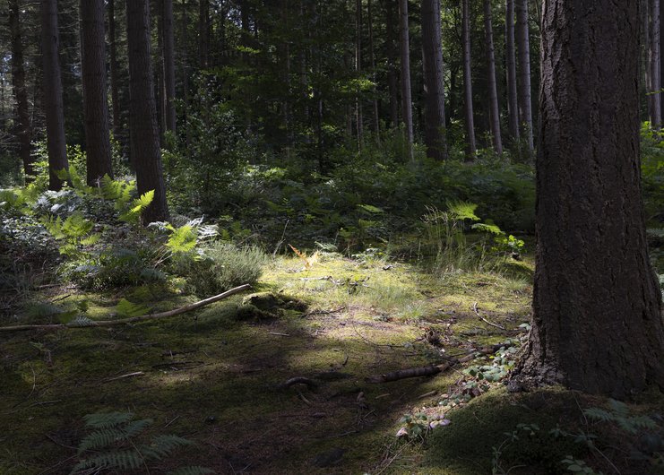 2025_07_08_LustinSentiers_LauraCollardPhoto_0414