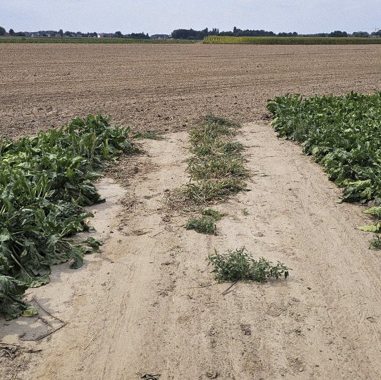 Chemin-5