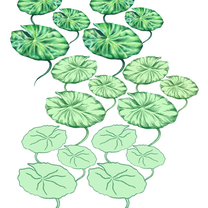 Medor_nénuphar_motif