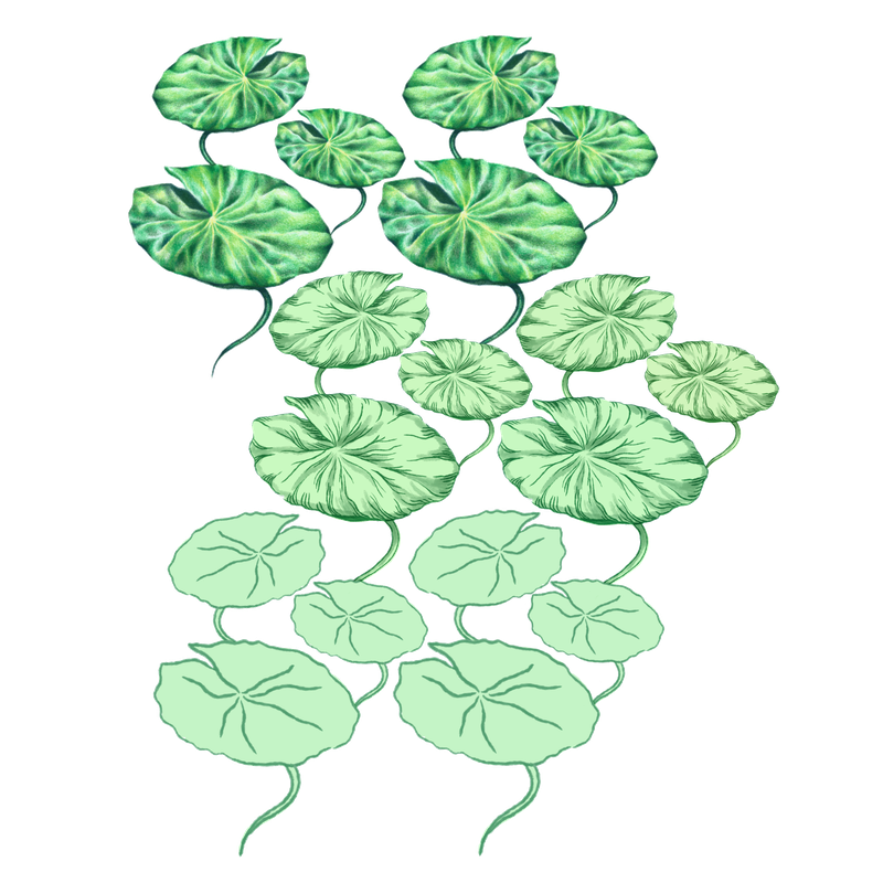 Medor_nénuphar_motif