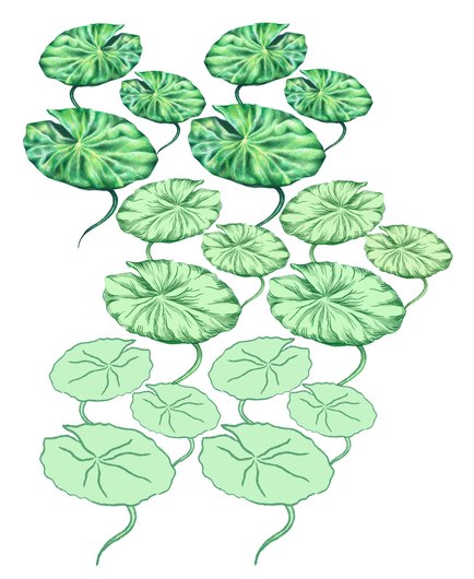 Medor_nénuphar_motif