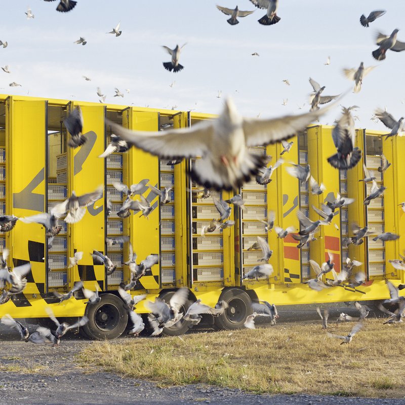 pigeons_bd-1