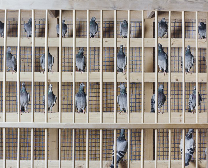 pigeons_bd-10