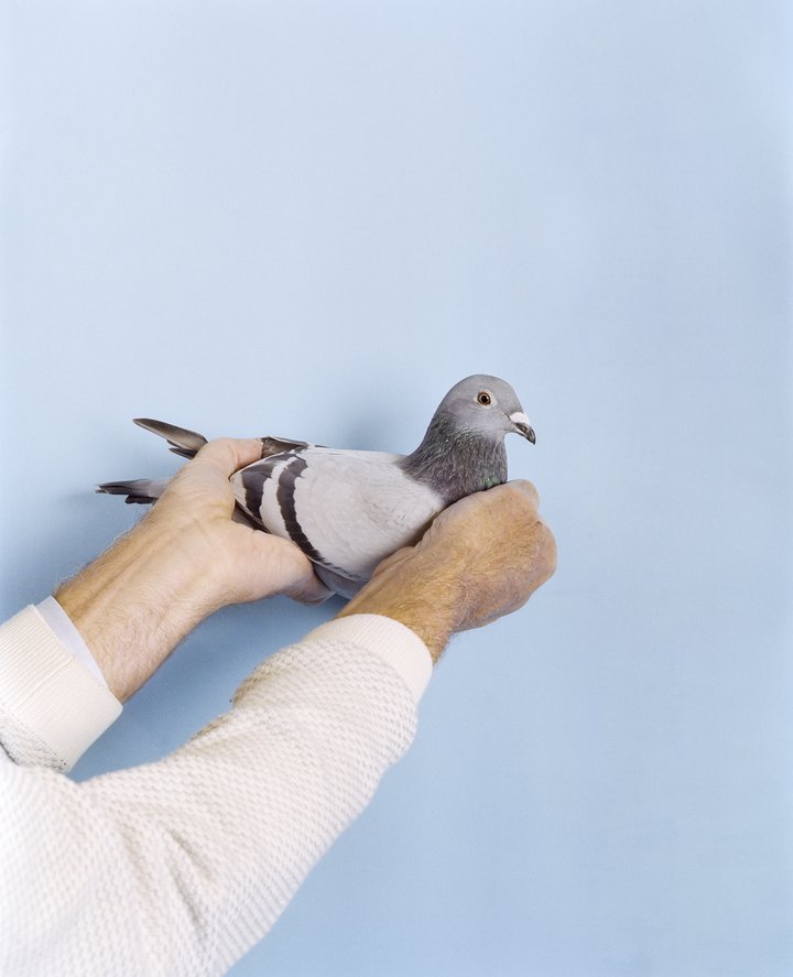 pigeons_bd-7