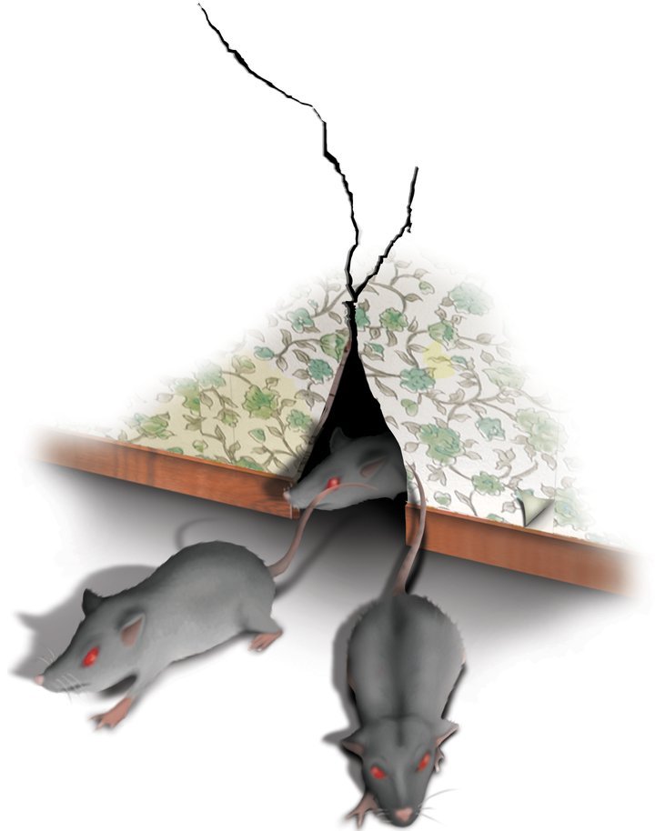 Rats_Medor.width-720