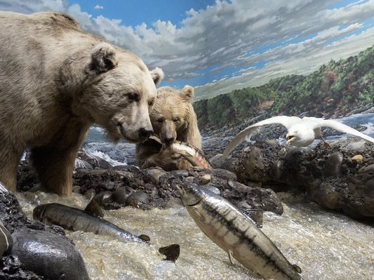 informaticiens-belgique