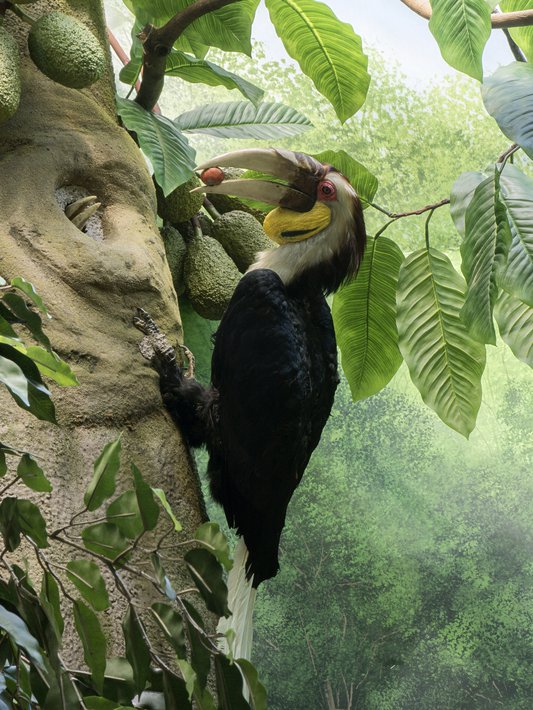 medicament-importation