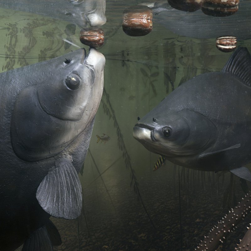 medicaments-remballer