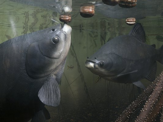 medicaments-remballer