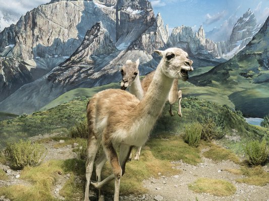 politique-droit-de-vote