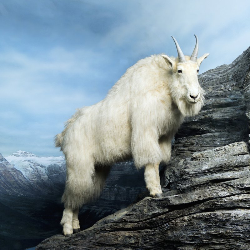 entretien- belge-sociologue