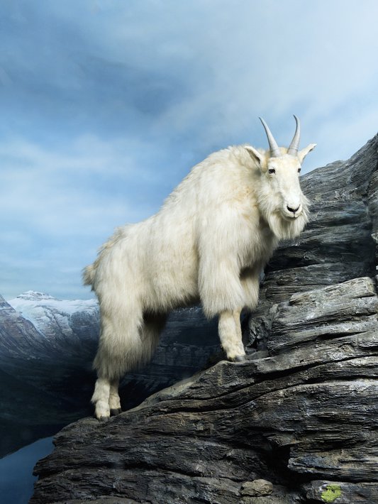 entretien- belge-sociologue