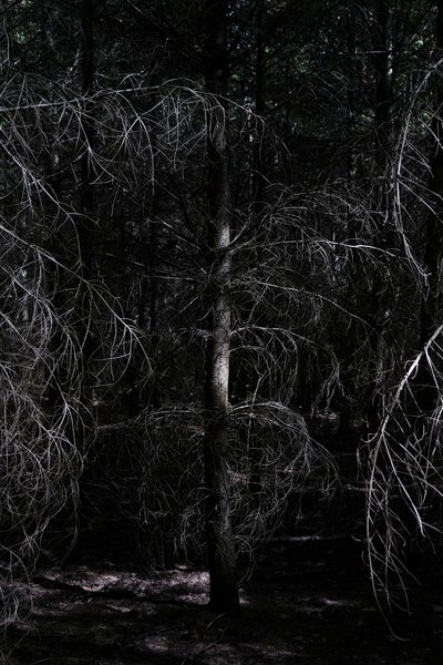 forets-ardennes-chasse