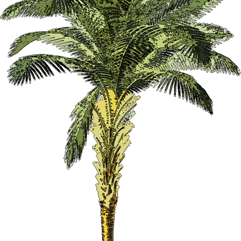 palmier-socfin-sierra-leone