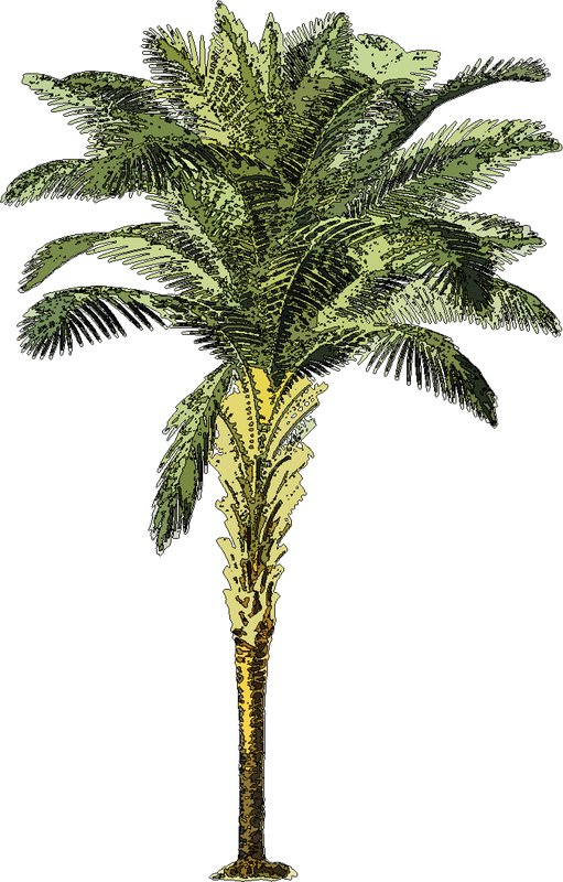 palmier-socfin-sierra-leone