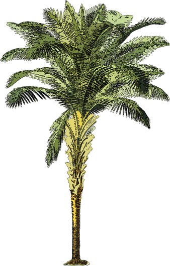 palmier-socfin-sierra-leone
