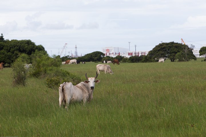 port and cows.JPG