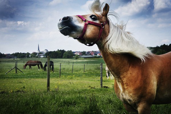 agriculture-chevaux